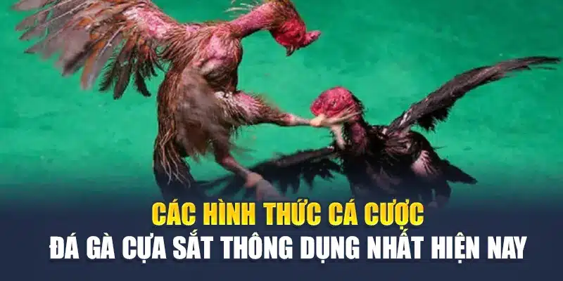 Các hình thức cá cược đá gà cựa sắt thông dụng nhất hiện nay