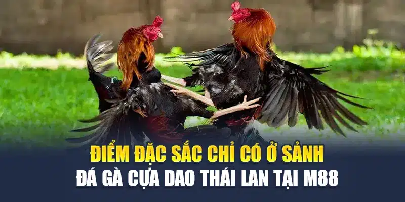 Điểm đặc sắc chỉ có ở sảnh đá gà cựa dao Thái Lan tại M88