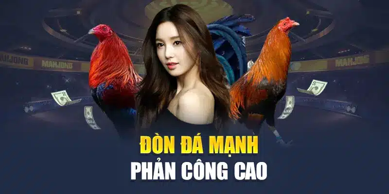 Đòn đá mạnh phản công cao
