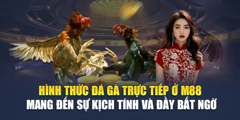 Hình thức đá gà trực tiếp ở M88 mang đến sự kịch tính và đầy bất ngờ