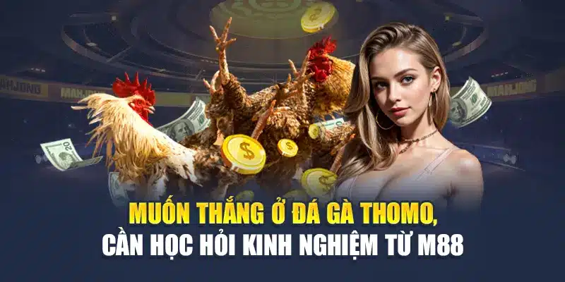 Muốn thắng ở đá gà Thomo, cần học hỏi kinh nghiệm từ M88