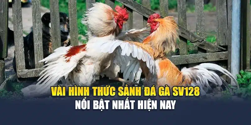 Vài hình thức sảnh đá gà Sv128 nổi bật nhất hiện nay