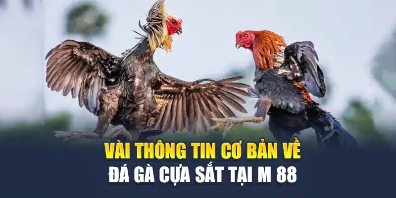 Vài thông tin cơ bản về đá gà cựa sắt tại M 88